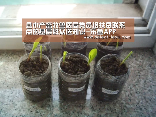 乐鱼APP